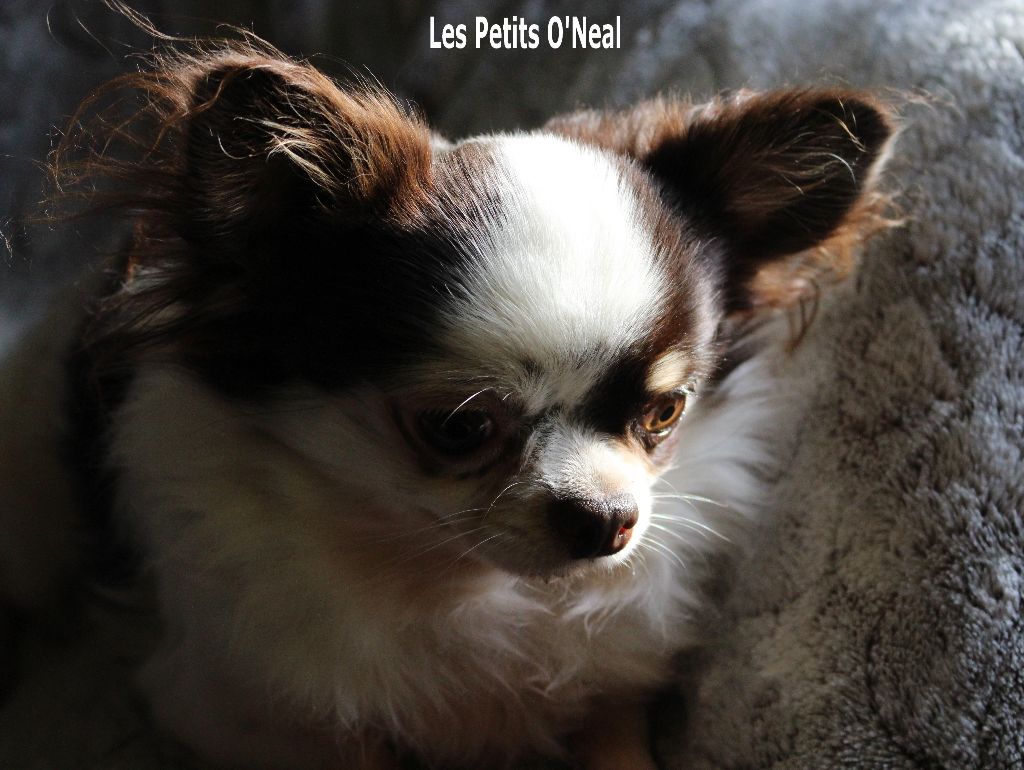 Des Petits O'Neal - Album photos de Kuki...