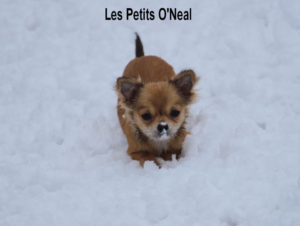 Des Petits O'Neal - Petite dédicace dans la neige....