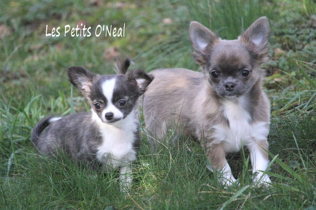 Des Petits O'Neal - Nouvelles photos à venir...