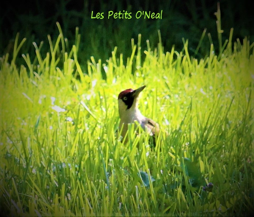 Des Petits O'Neal - Nous avons aussi...