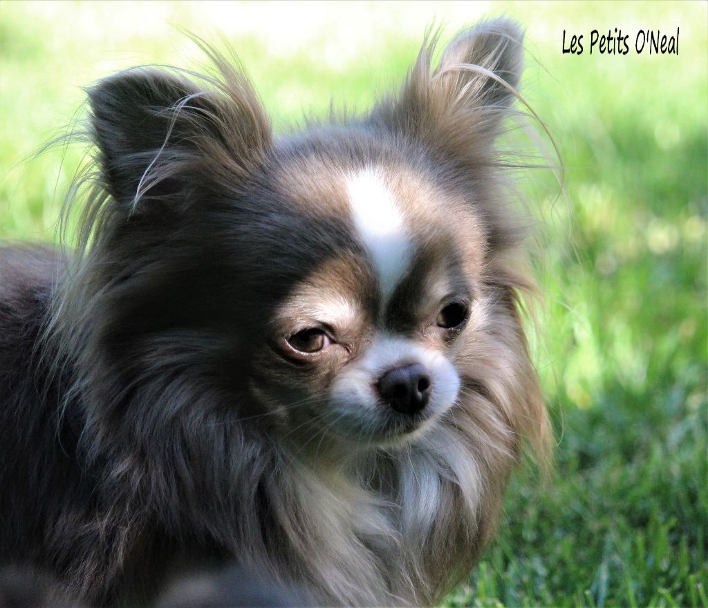 Nayan Des Minis Pepites