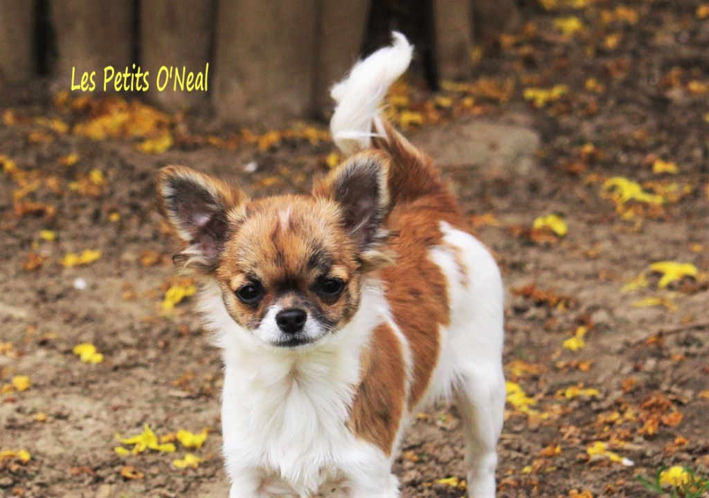 Sheryl Des Petits O'Neal