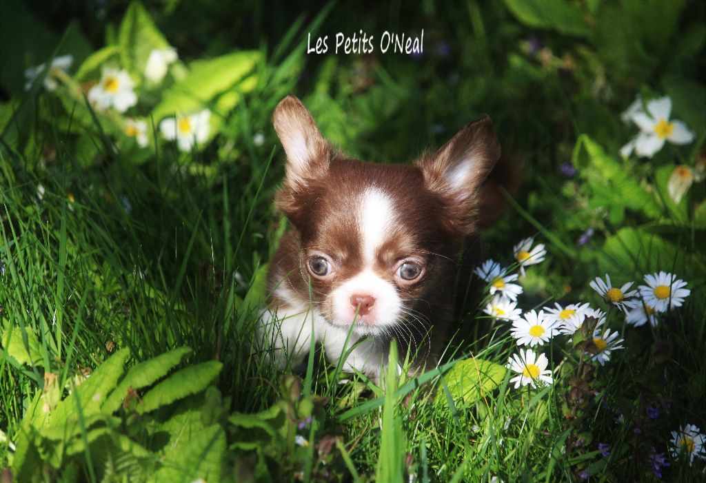 Tina rose Des Petits O'Neal